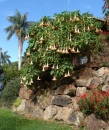 Brugmansia - Angel's Trumpet